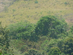 Nannopterum brasilianum