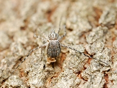 Tamopsis fickerti