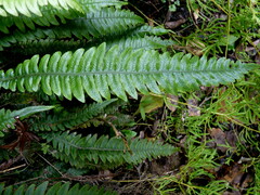 Blechnum chambersii