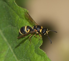 Parancistrocerus fulvipes