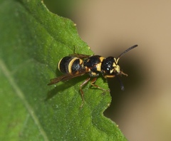 Parancistrocerus fulvipes