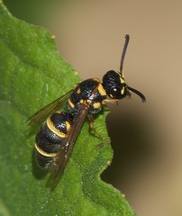 Parancistrocerus fulvipes