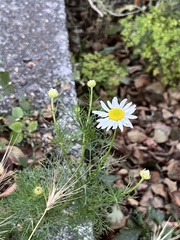 Tripleurospermum