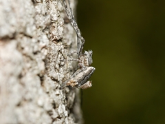 Tamopsis fickerti