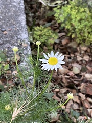 Tripleurospermum