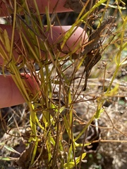 Sabatia campanulata
