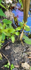 Sabatia calycina