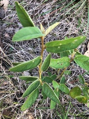 Sida hackettiana