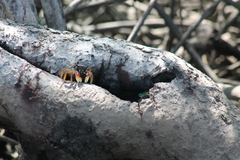 Goniopsis pulchra
