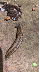 Limacus