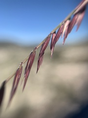 Bouteloua curtipendula