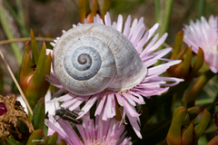 Otala punctata