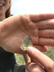 Colias meadii