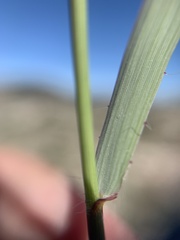 Bouteloua curtipendula