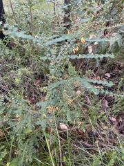 Bossiaea webbii