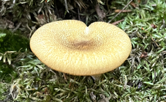 Tricholomopsis