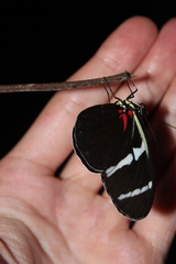 Heliconiini