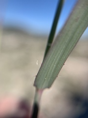 Bouteloua curtipendula