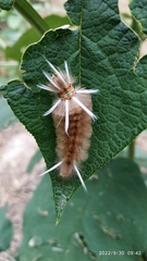 Phaegopterina