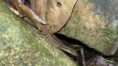 Saproscincus basiliscus