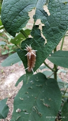 Phaegopterina