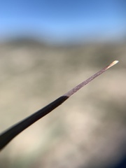 Bouteloua curtipendula