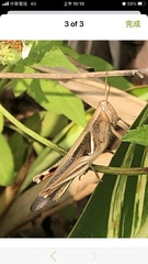 Stenocatantops splendens