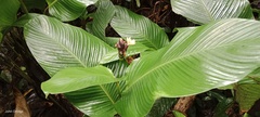 Calathea