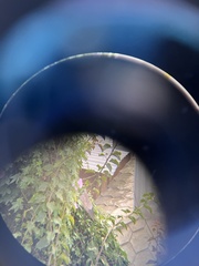 Streptopelia chinensis