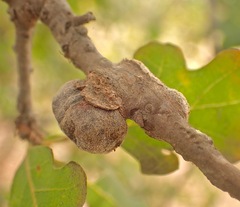 Andricus chrysolepidicola