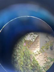 Streptopelia chinensis