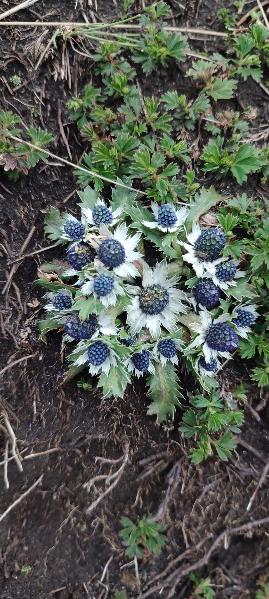 Eryngium carlinae F.Delaroche