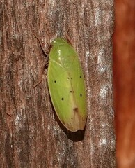 Ponana