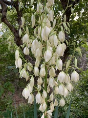 Yucca flaccida
