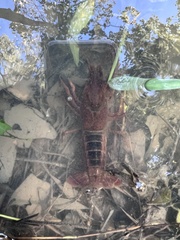 Procambarus clarkii