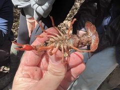 Procambarus clarkii