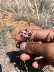 Gilia