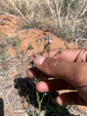 Gilia