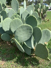Opuntia cacanapa