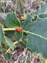 Hakea amplexicaulis
