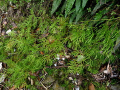 Lycopodium volubile