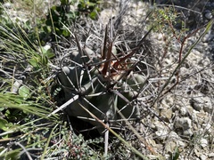 Echinocactus platyacanthus