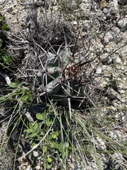 Echinocactus platyacanthus