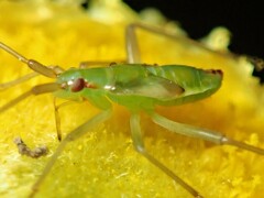 Pseudopantilius australis