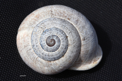 Otala punctata