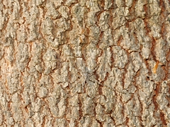Tamopsis fickerti