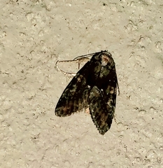 Lacinipolia explicata