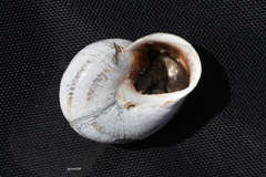 Otala punctata