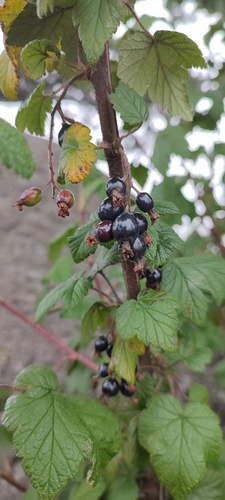 Ribes ciliatum (Ribes ciliatum)