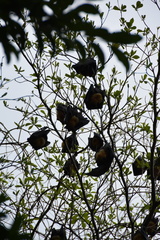 Pteropus conspicillatus